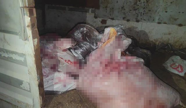 Sultangazi’de at eti baskını: Kamyonetten at eti çıktı, ahırda ise 3 at bulundu