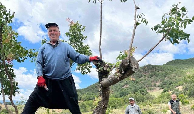 Amasya’da menengiç ormanı aşılamayla ’fıstık’ gibi oldu