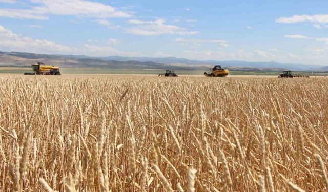 Gökhöyük’te tohumluk buğday hasadı başladı: 4 bin 500 ton üretim bekleniyor