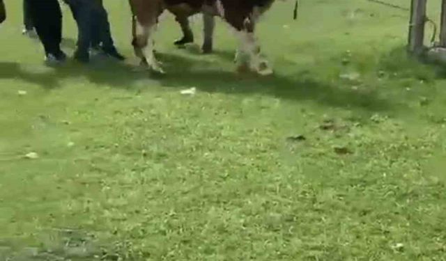 İpini koparan boğa dehşet saçtı