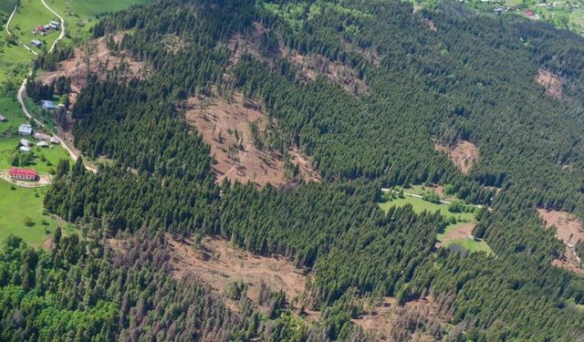 Şavşat Karagöl Sahara Milli Parkında zararlı böceklerle mücadele sürüyor