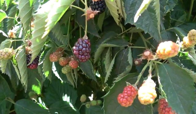 Siirt’ten dünyaya böğürtlen ihracatı