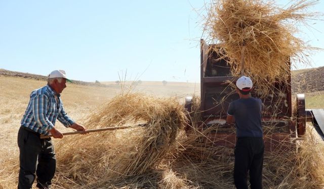 36 derece sıcakta kışlık yem mücadelesi