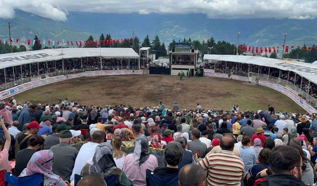 Artvin’in Kafkasör Yaylası’nda boğaların 43. randevusu nefes kesti