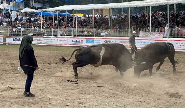 Artvinli kadın boğacının cesareti festivale damga vurdu