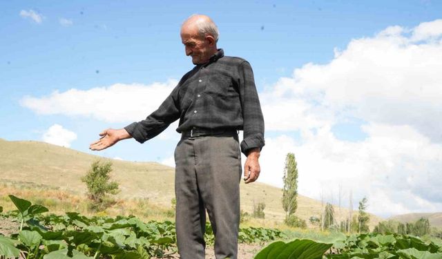 Ata tohumundan organik bal kabakları toprakla buluşturuldu