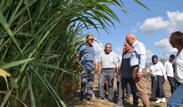 Bafra Ovası’nda maralfalfa yem bitkisi denemesi