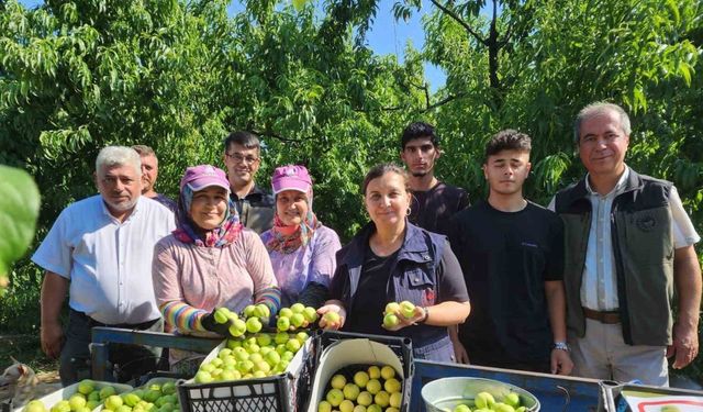 ’Bayramiç beyazı’nda 20 bin ton üretim bekleniyor