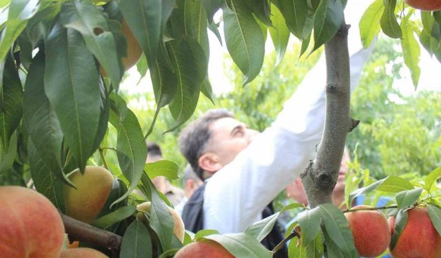 Bilecik’te hasat mesaisine başlayan şeftali üreticisinin yüzü gülüyor