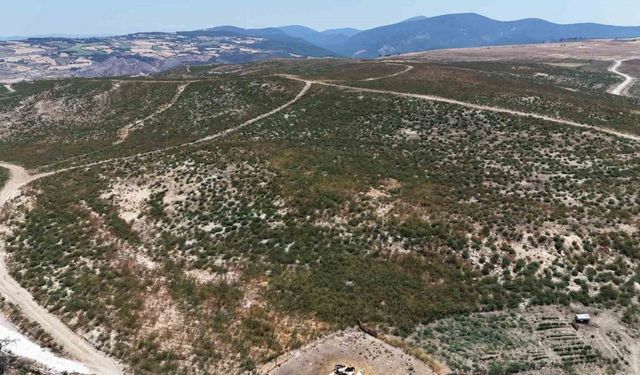 Çanakkale’de küle dönen alanlar yeniden yeşeriyor