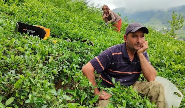 ÇAYKUR günlük çay alım kontenjanını bu kez de 20 kilograma düşürdü