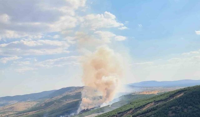 Çivril’deki yangında 8 hektar alan zarar gördü