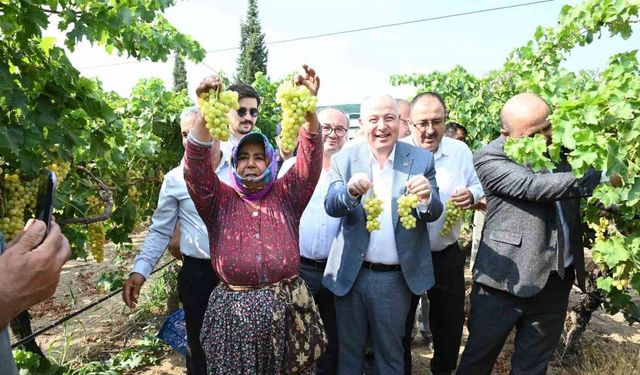 Denizli’de üzüm hasadı başladı