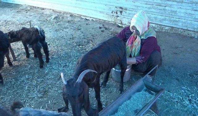 Depremzede kadın besici, devlet desteğiyle besiciliğe devam ediyor