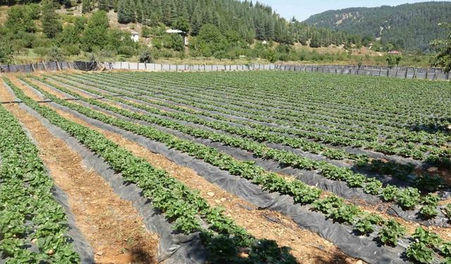 Depremzede kadınlar devlet desteğiyle çilek bahçesi kurdu