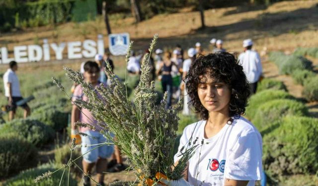 Etrim’de lavanta kokuları içinde hasat keyfi