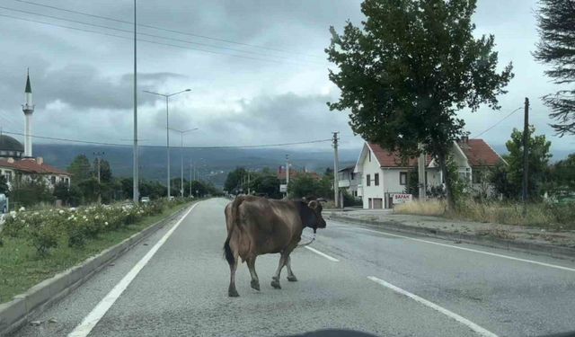 İnek araçlara aldırış etmeden trafiği tehlikeye soktu