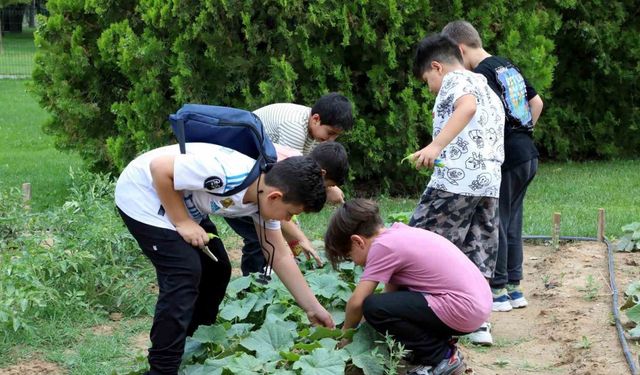 Karatay tabiat mektebi yaz dönemi eğitimleri sürüyor