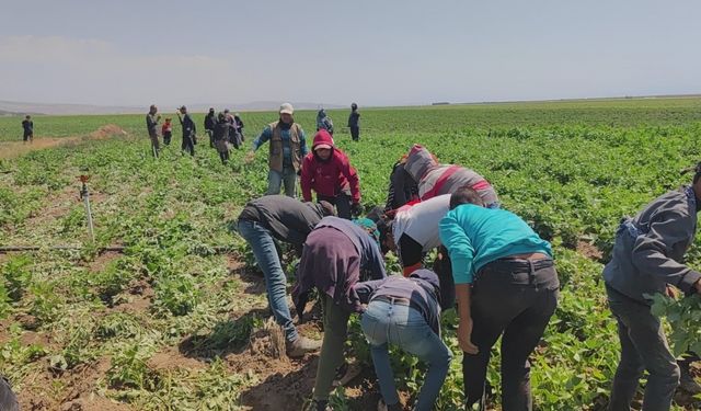 Kavurucu sıcakta ekmek parası için ter döküyorlar