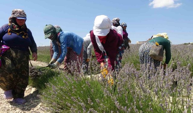 Litresi 750 TL’den satılan ve susuz yetişen lavanta hasadı başladı