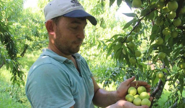 (ÖZEL) Coğrafi işarete sahip ’Bayramiç beyazı’nda bu yıl 20 bin ton ürün bekleniyor