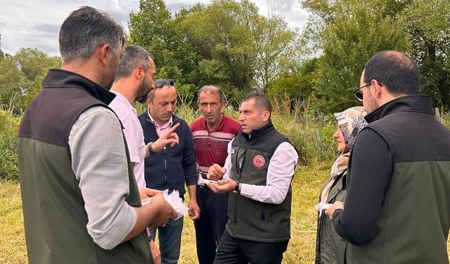 Samuray arıları, kahverengi kokarca ile mücadele için doğaya salındı