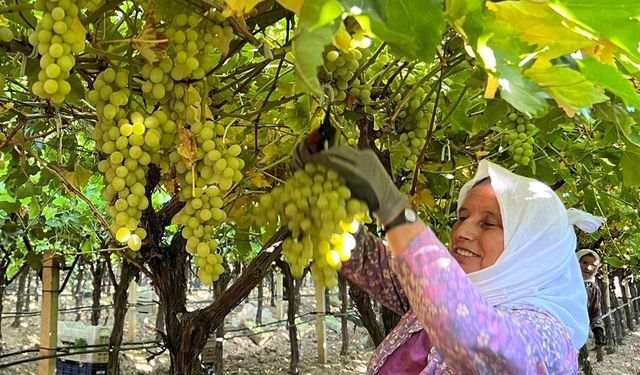 Sarıgöl’de üzüm hasadı başladı