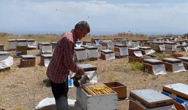 Süphan Dağı eteklerinde bal sağımı