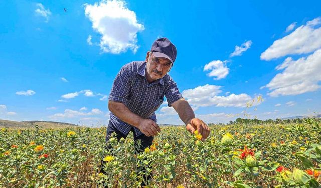 Tokat’ta ilk kez ekti, şimdi satacak yer arıyor