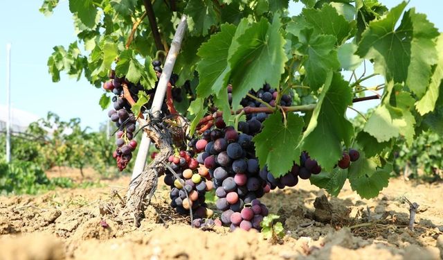 Trakya İlkeren üzümünün hasadı başladı