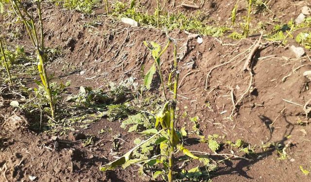 Tunceli’de yıldırım isabet eden 2 kişi yaralandı