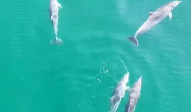 Yalova’da yunusların görsel şöleni dronla görüntülendi