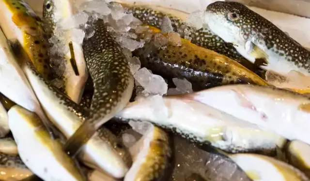 Kilosu 200 TL'yi Buldu: Sardalya ve Kefal Tezgahların Gözdesi Oldu