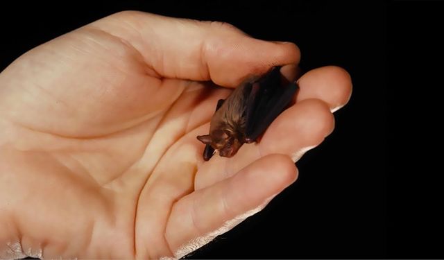 Kuduz Virüsüne Aşısız Meydan Okuyan Genç Kız: Dünya Tarihinde Bir İlk