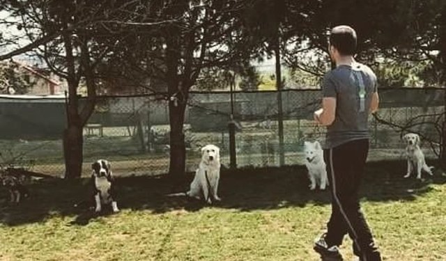 İstanbul'da En İyi Köpek Eğitimi, Otel ve Kreş Hizmeti: Murat GÜNGÖR