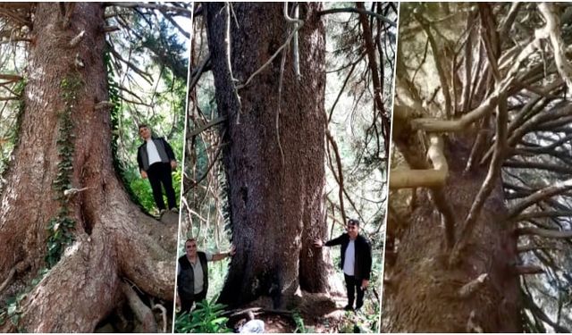 Bin Yıllık Dev: Artvin Ormanlarında Keşfedilen Anıt Doğu Ladini Bilim Dünyasını Heyecanlandırdı