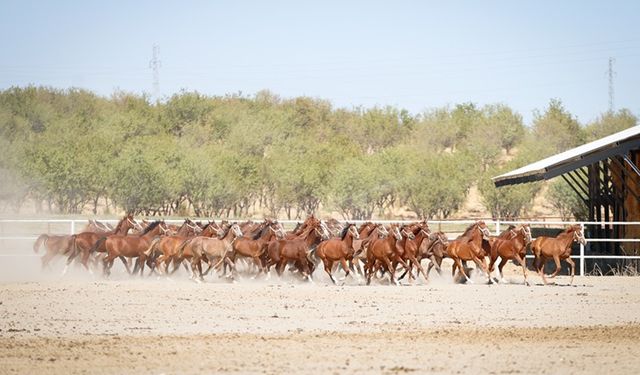 Şampiyonların Ayak Sesleri: Sultansuyu’nda 110 Safkan Arap Tayı Doğdu