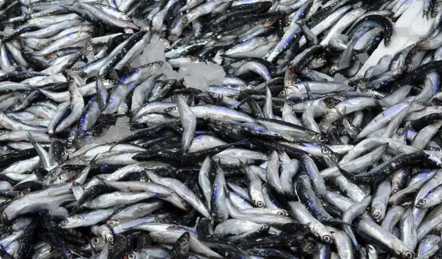 Hamside Fiyatlar Dipte, Tezgahta Sevinç Zirvede: Vatandaşlar Kuyruk Oluşturdu