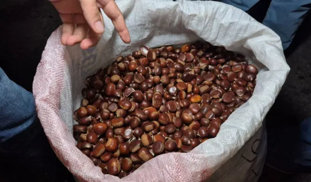 Kestane Altınla Yarışıyor: 55 Kiloluk Çuval 22 Bin TL’ye Satıldı