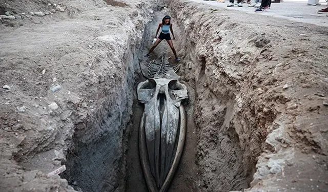 Topraktan Bilime: 14 Metrelik Dev Balina Mersin'de Gün Yüzüne Çıkıyor