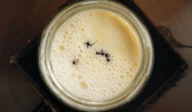 Antik Bir Gelenekten Michelin Mutfağına: Karınca Yoğurduyla Tanışın