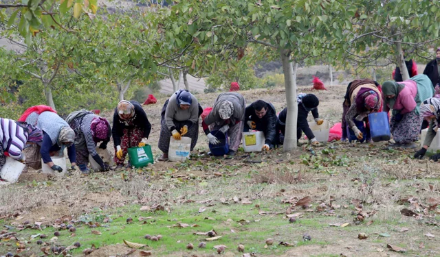 Bozuk Araziden Altın Değerinde Hasat: Tekirdağ’da Ceviz Bereketi Başladı