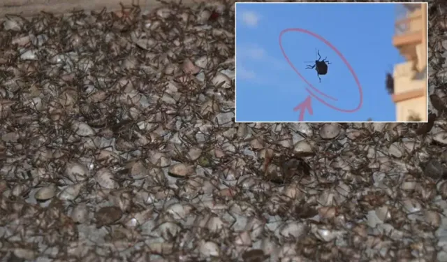 Tarımın Sessiz Düşmanı İstanbul’da: Kahverengi Kokarca Tehlikesi Büyüyor