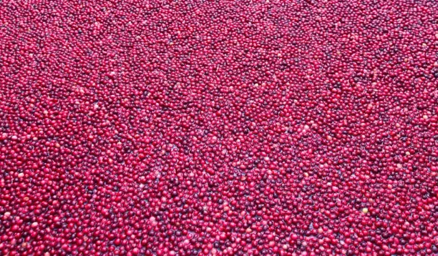 Turna Yemişinin Perde Arkası: Göz Alıcı Kırmızının Altında Saklanan Bataklık Gerçeği