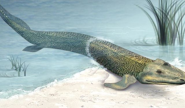 Yaşam Karaya Taşındı: Suyun Dışında Hayatın Evrimsel Hikâyesi