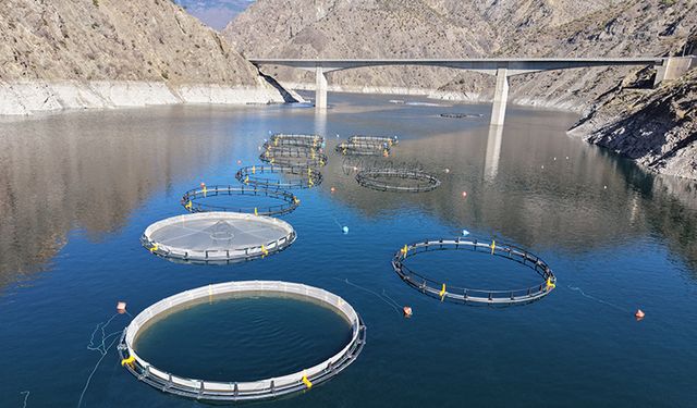 Türk Somonu Karadeniz'den Dünyaya Açılıyor: Artvin’den 67 Ülkeye İhracat Başarısı