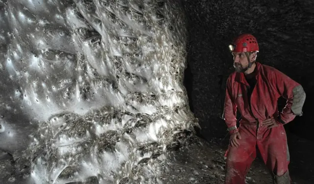 Karanlığın Kalbinde Dev Keşif: 111 Bin Örümcek Aynı Ağda Yaşam Sürüyor