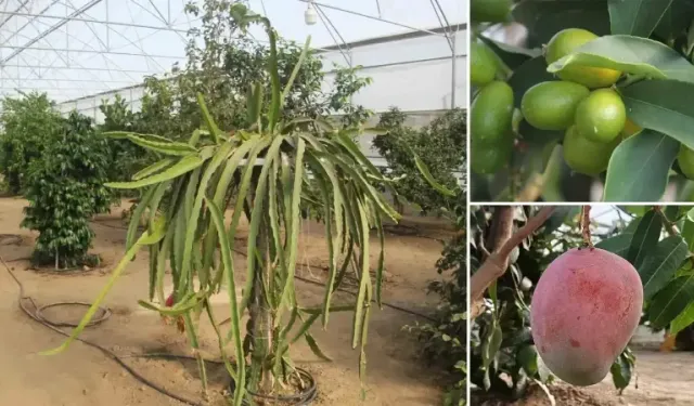 Karadeniz’de Tropikal Devrim: Ordu’da Bilimle Akdeniz İklimi Seralara Taşındı