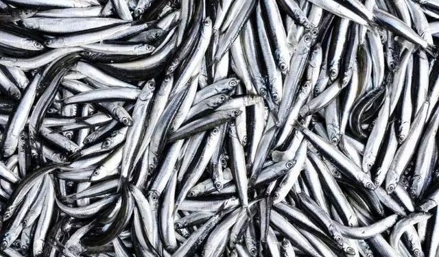 Balık Ziyafetinden Sonra Evinizi ve Ellerinizi Hamsi Kokusundan Arındırmanın Etkili Yolları