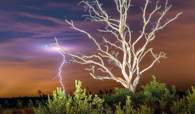 Ev Huzurunu Tehdit Eden Ağaçlar: Uzmanlar Uyardı, Bu Türleri Evin Yakınına Dikmeyin